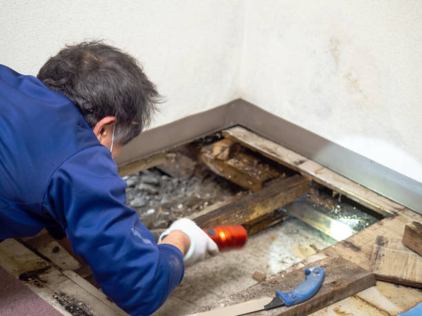 Best Attic Mold Removal  in Westlake, TX